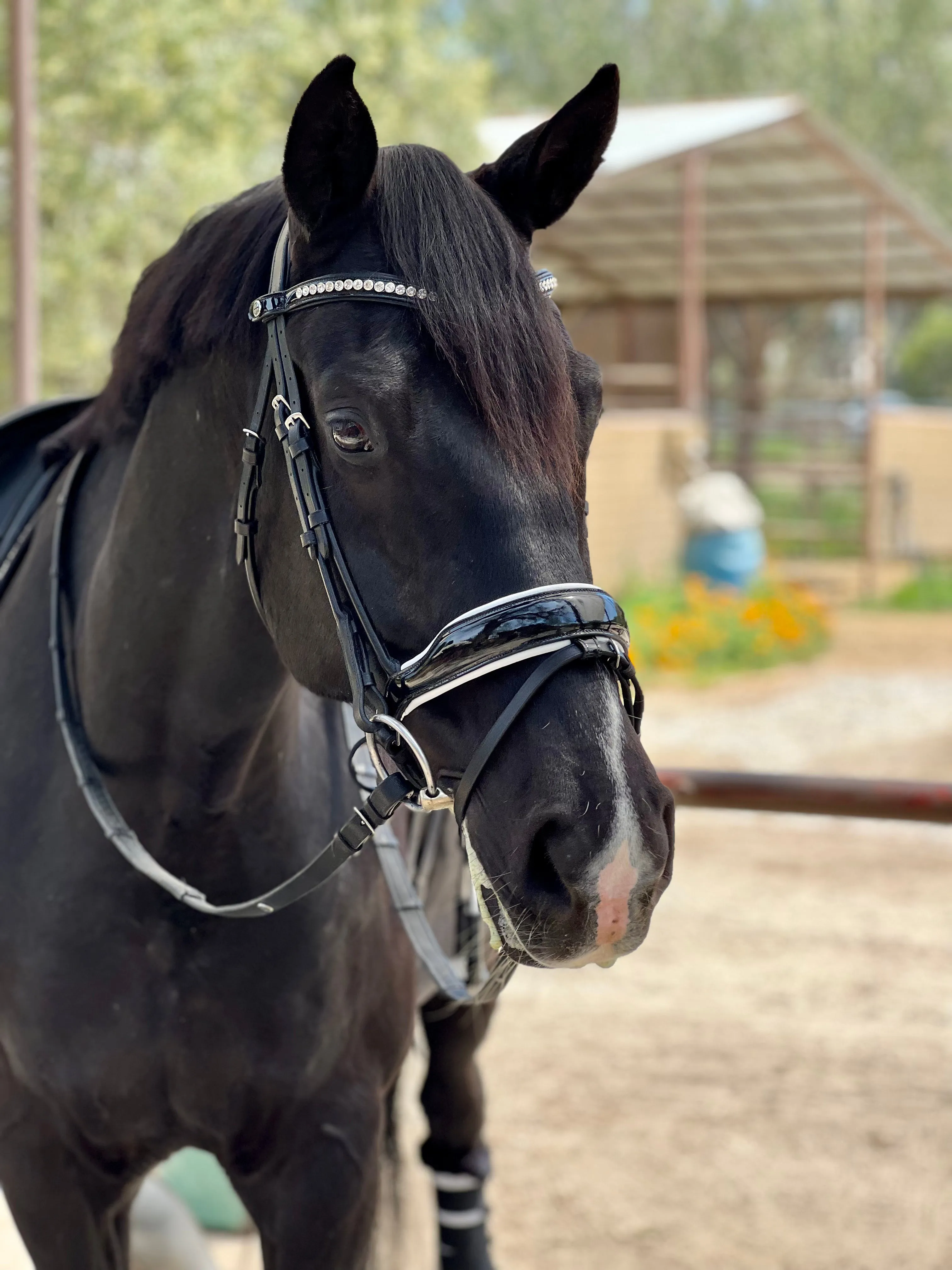 The Platinum - Rolled Black Patent & White Padding Snaffle Bridle