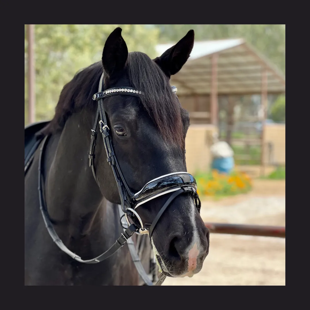 The Platinum - Rolled Black Patent & White Padding Snaffle Bridle